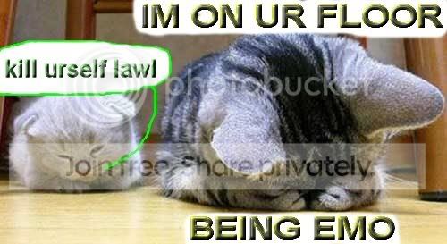 funny_cat_pictures_329.jpg