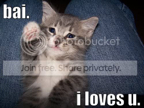 funny_cat_pictures_331.jpg