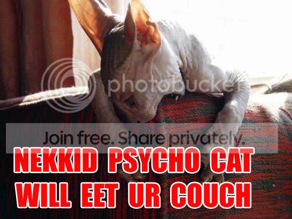 funny_cat_pictures_332.jpg