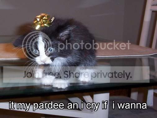 funny_cat_pictures_337.jpg