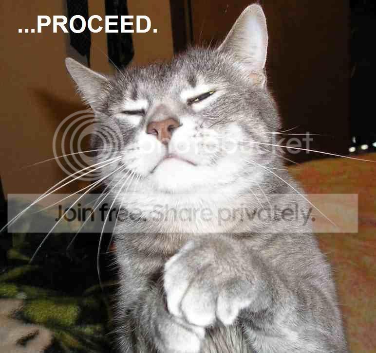 funny_cat_pictures_345.jpg