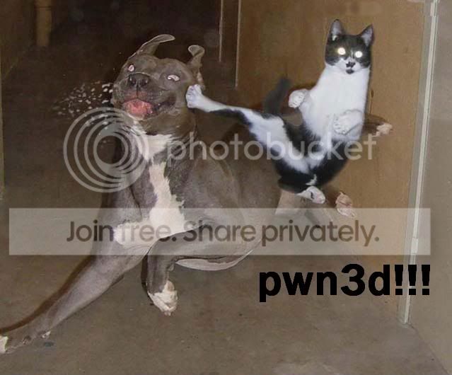 funny_cat_pictures_346.jpg