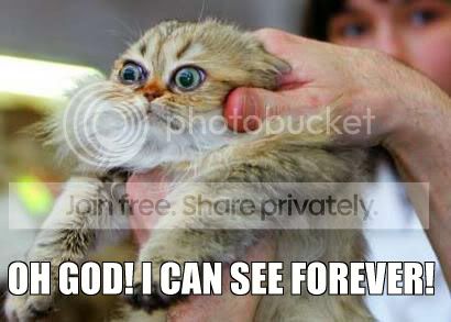 funny_cat_pictures_352.jpg