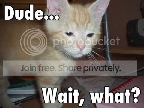 funny_cat_pictures_357.jpg