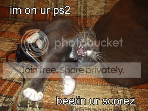 funny_cat_pictures_368.jpg