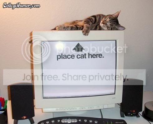 funny_cat_pictures_369.jpg