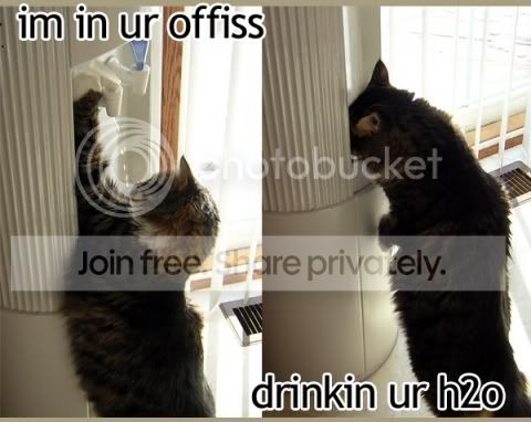 funny_cat_pictures_371.jpg