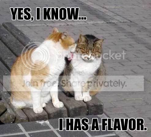 funny_cat_pictures_372.jpg