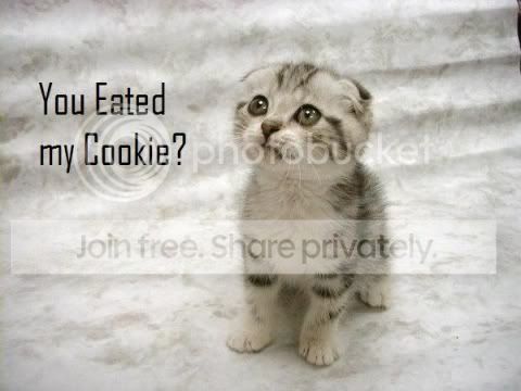 funny_cat_pictures_374.jpg