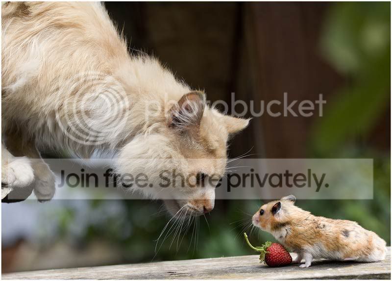 berry_1.jpg