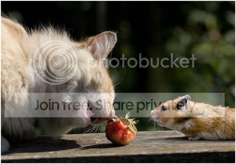 berry_2.jpg
