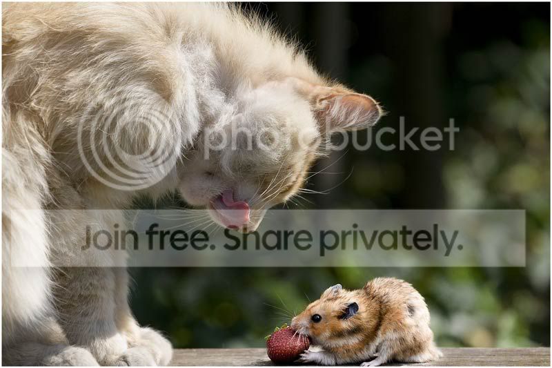 berry_4.jpg