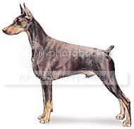 doberman.jpg