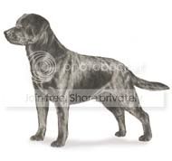 labrador.jpg