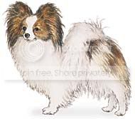 papillon.jpg