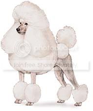 poodle.jpg