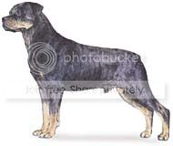rottweiler.jpg