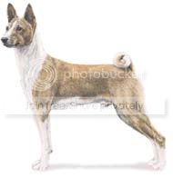 basenji.jpg