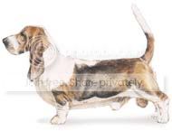 basset.jpg