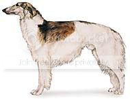 borzoi.jpg