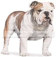 bulldog.jpg