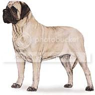 mastiff.jpg