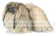 pekingese.jpg