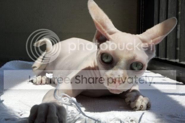 fugly_cats_002.jpg
