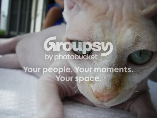 fugly_cats_003.jpg