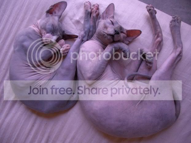 fugly_cats_004.jpg