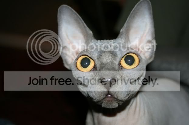 fugly_cats_005.jpg