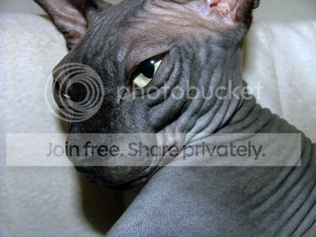 fugly_cats_007.jpg