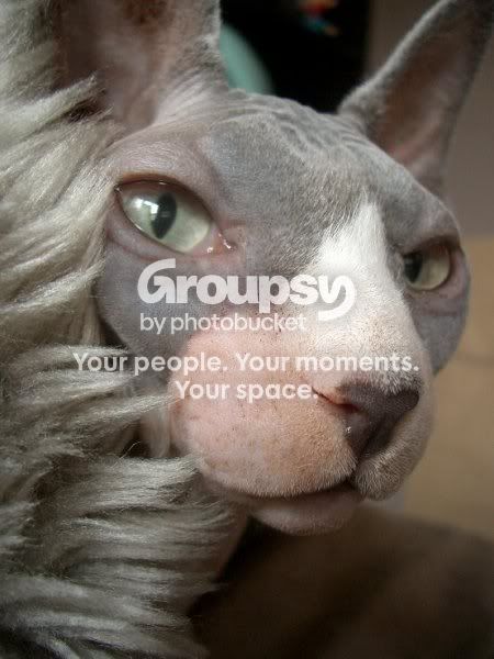fugly_cats_008.jpg