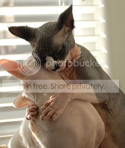 fugly_cats_009.jpg