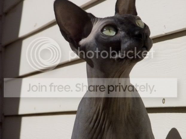 fugly_cats_010.jpg
