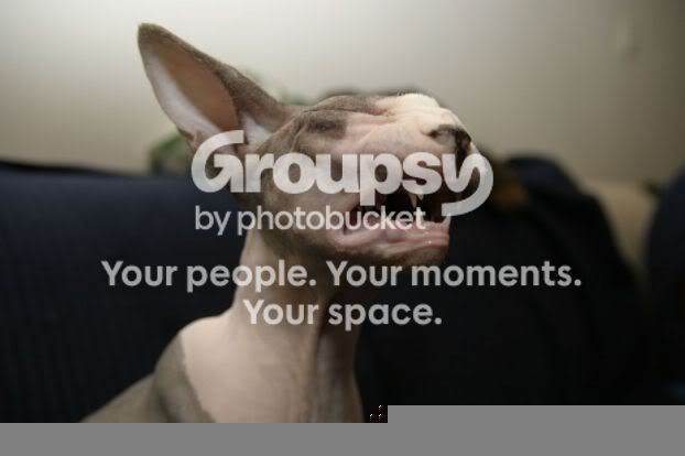fugly_cats_011.jpg