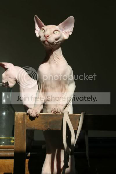 fugly_cats_012.jpg