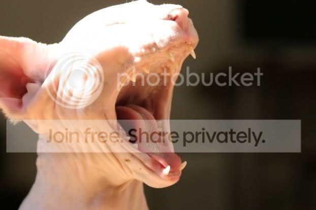 fugly_cats_013.jpg