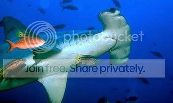 hammerhead_shaark_002.jpg