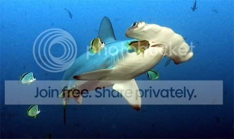 hammerhead_shaark_005.jpg