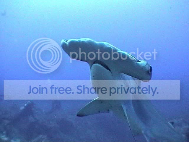 hammerhead_shaark_007.jpg
