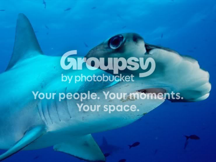 hammerhead_shaark_008.jpg