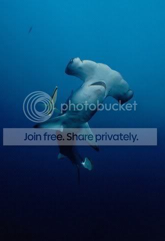 hammerhead_shaark_009.jpg