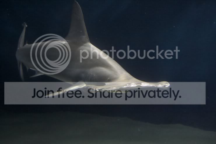 hammerhead_shaark_010.jpg
