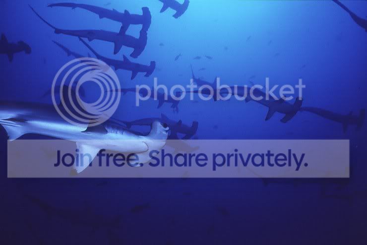 hammerhead_shaark_012.jpg