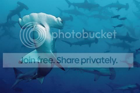 hammerhead_shaark_013.jpg