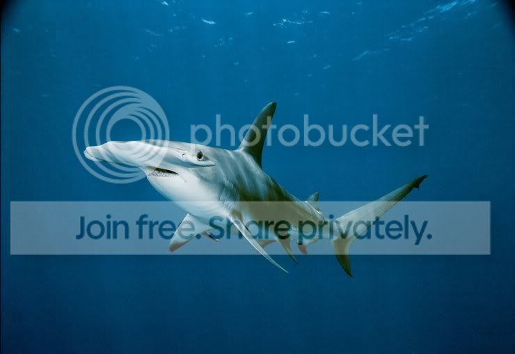 hammerhead_shaark_014.jpg