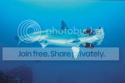 hammerhead_shaark_015.jpg