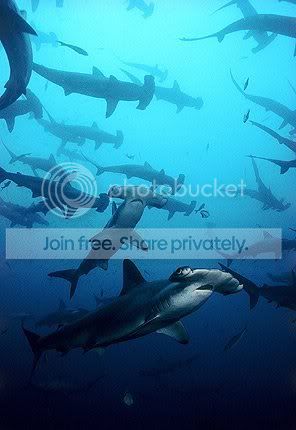 hammerhead_shaark_016.jpg