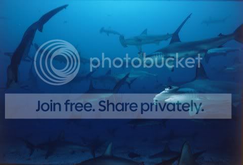 hammerhead_shaark_017.jpg